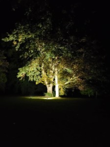Eclairage des arbres du parc pour une balade la nuit