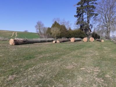 Chênes pour la toiture de Notre Dame de Paris